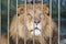 Lion behind bars cage at the zoo