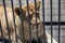 Lion behind bars at the zoo