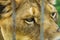 Lion behind the fences. Head, portrait, close up photo.
