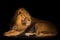 Lion on a black background. handsome lion male with magnificent hair lies on the ground and looks. yellow evening light