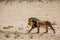 Lion, black maned Kalahari male, in Kgalagadi