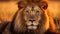 lion on bluredd nature background
