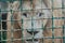 Lion in a cage at the zoo. Keeping animals in captivity. Freedom for animals concept