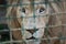 Lion in a cage at the zoo. Sad look of the animal. Leo dreams of freedom. Freedom for animals concept