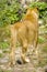 Lion in captivity