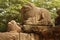 Lion Carvings Polonnaruwa, Sri Lanka