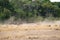 Lion Chasing After Zebra in Kenya Africa