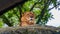 Lion chilling on a rock