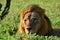 Lion in Chobe national park