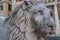 Lion close-up in front of St. Lorenzo Cathedral, Genoa