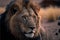 Lion close up, generative AI