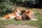 Lion couple lies together in the steppe grass