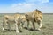 Lion couple walking on savannah, close-up