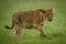 Lion crosses grass lifting paw and staring