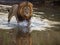 Lion crossing river