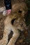 Lion cub