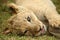 lion cub pictures