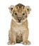 Lion cub, 4 weeks old, isolated