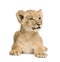 Lion Cub (8 weeks)