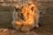 Lion cub