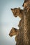 Lion cub above another on tree trunk