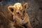 lion cub, baby feline mammal