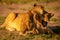 Lion cub bites another lying on grass