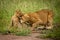 Lion cub bites another sitting in grass
