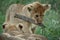 Lion cub carries stick in its mouth