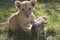 Lion cub with cat