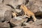 Lion cub climbs over rocks with another