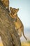 Lion cub climbs tree trunk behind another