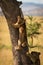 Lion cub climbs tree trunk looking back