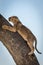 Lion cub climbs tree trunk looking up