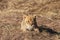 Lion cub closeup, Masai Mara Reserve