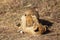 Lion cub closeup, Masai Mara Reserve