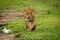 Lion cub crosses grass with paw raised