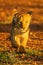 Lion cub crosses gravel airstrip at dawn