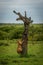 Lion cub on dead tree on savannah