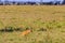 Lion cub defecating in savannah in Serengeti national park, Tanzania