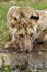 Lion cub drinking