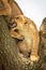 Lion cub growls at another in tree