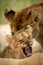 Lion cub growls at camera beside another