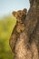 Lion cub hugs tree while eyeing camera