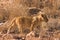Lion Cub in Kalahari Desert