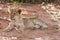 Lion cub lay on brown sand