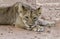 Lion cub lay on sand