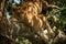 Lion cub lies on dappled sunlit branch