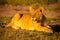 Lion cub lies on grass at dawn