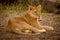 Lion cub lies on gravel looking right